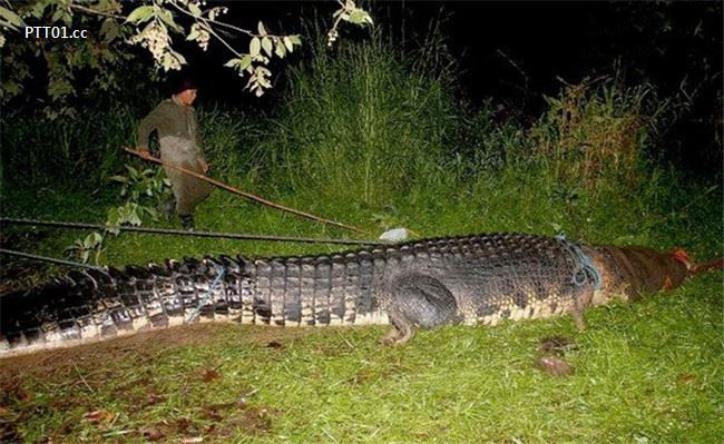 largest-crocodile-caught