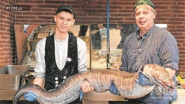largest-eel-caught