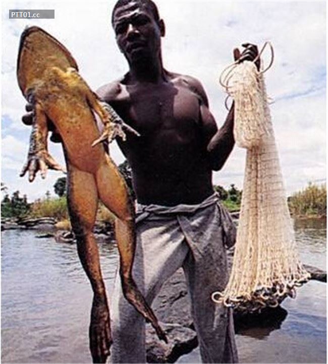 largest-frog-caught