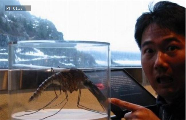 largest-mosquito-caught