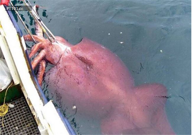 largest-squid-caught