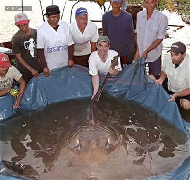 largest-sting-ray-caught