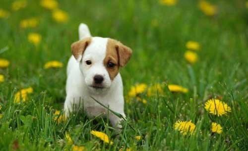 oldest-living-dog-25-years