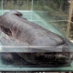 China Officials Eat Endangered Giant Salamander