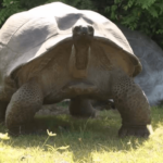 Never Interrupt a Mating Season, Especially a Wild “Big Ass” Turtle!