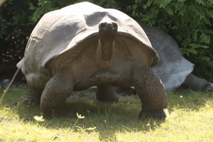 Never Interrupt a Mating Season, Especially a Wild “Big Ass” Turtle!