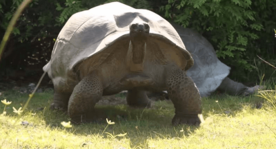 Never Interrupt a Mating Season, Especially a Wild “Big Ass” Turtle!