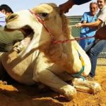 Crazy Camel Bite Owner’s head off