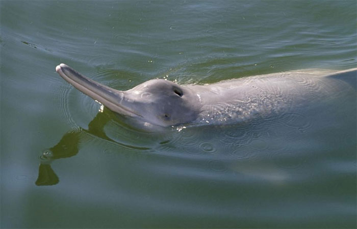 baiji dolphin
