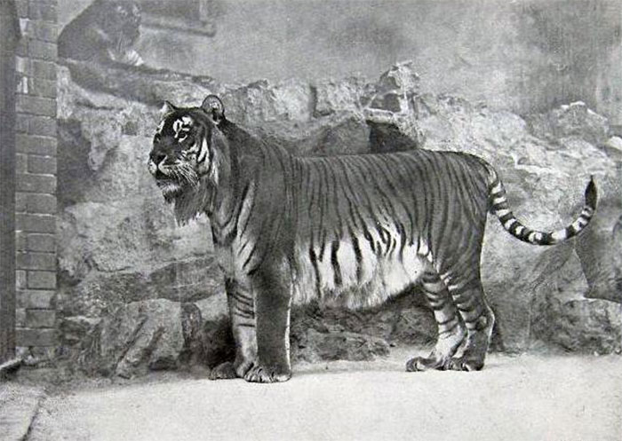 caspian tiger