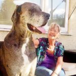 freddy world largest dog