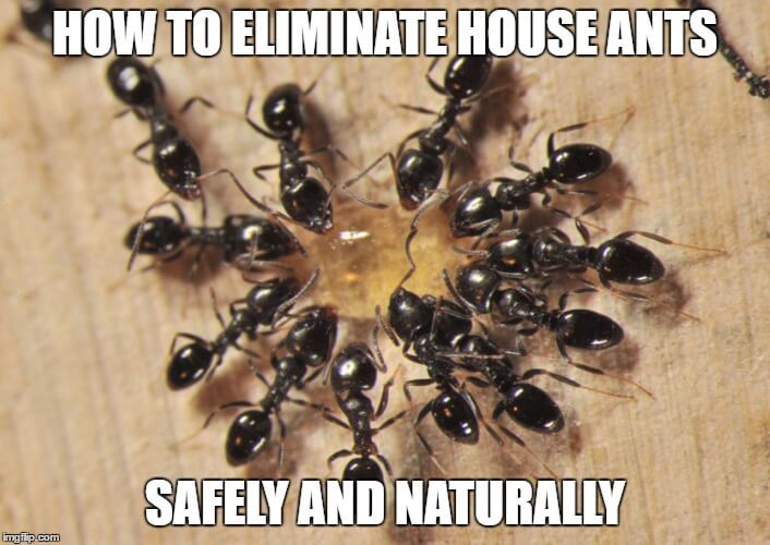 how to eliminate ants