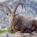 pyrenean ibex