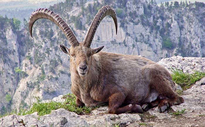 pyrenean ibex