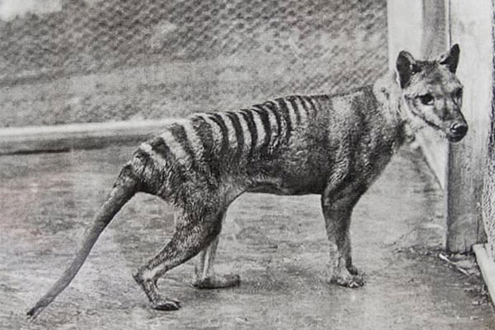 tasmanian tiger