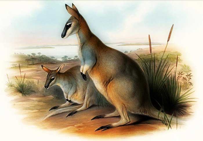 toolache wallaby