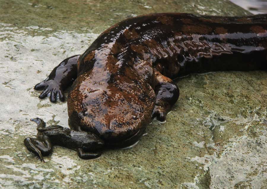 chinese giant salamander mammals