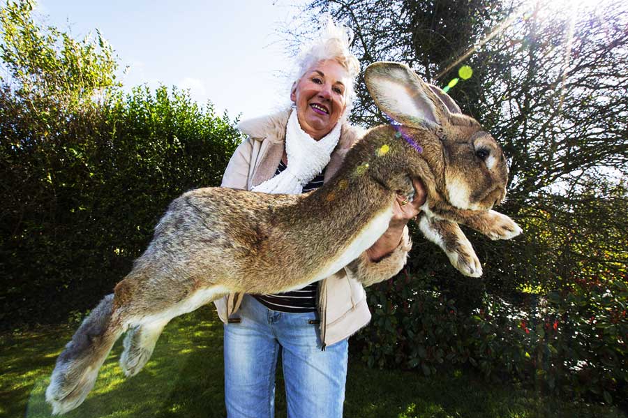 flemish giant rabbit