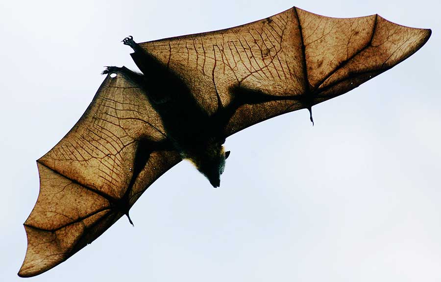 golden crown flying fox