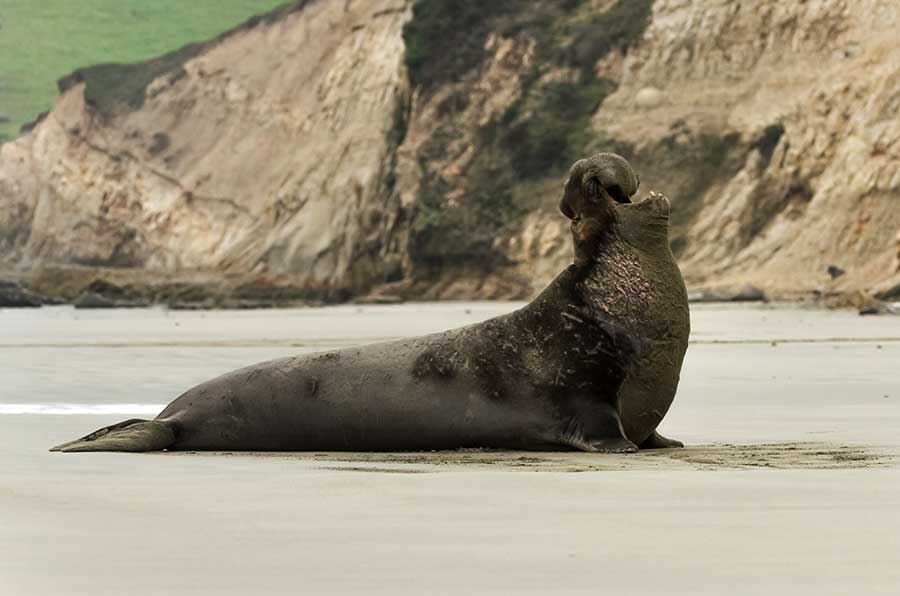southern elephant seal