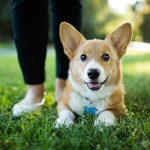 why owning a corgi can make your life better