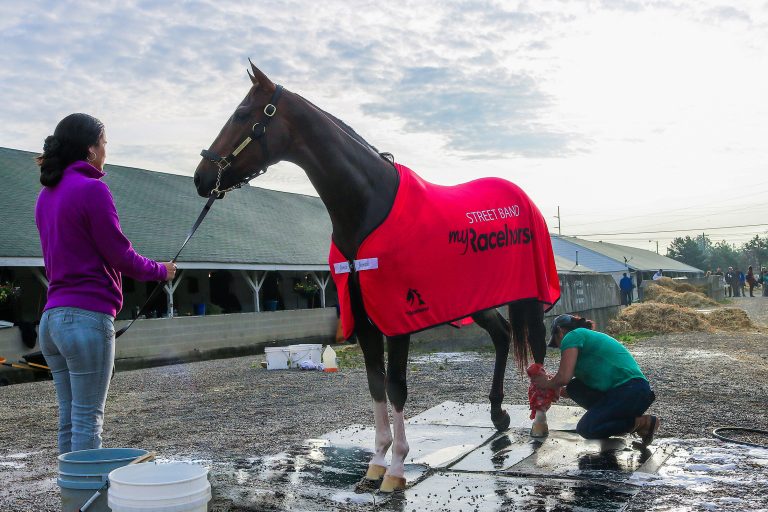 Owning A Race Horse: Here’s What You Need To Know